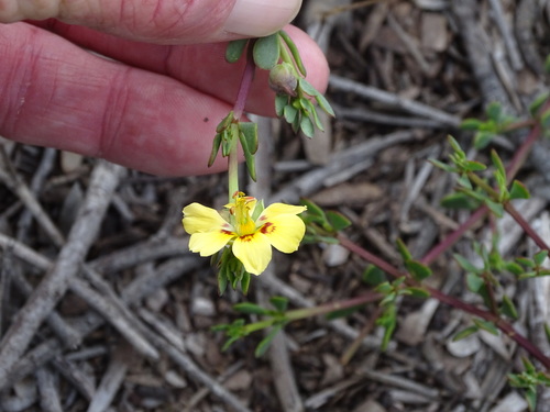 Roepera maritima (Roepera maritima)
