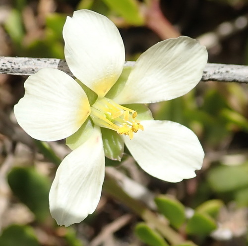 Roepera maritima (Roepera maritima)