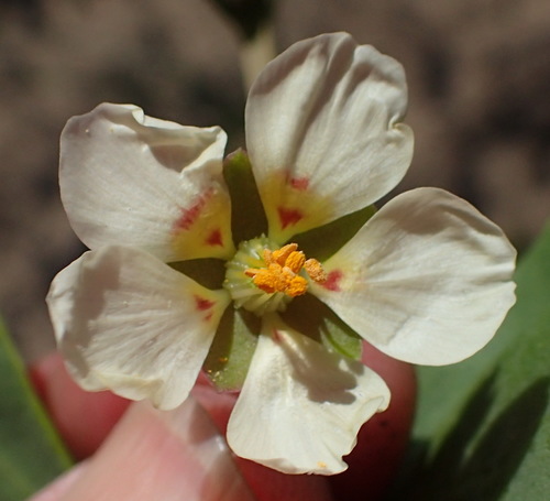 Roepera maritima (Roepera maritima)