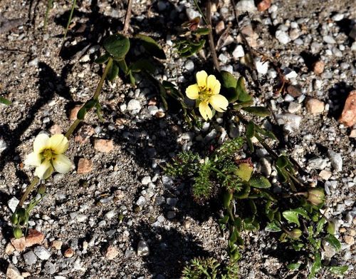Roepera maritima (Roepera maritima)