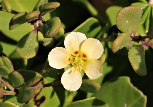 Roepera maritima (Roepera maritima)