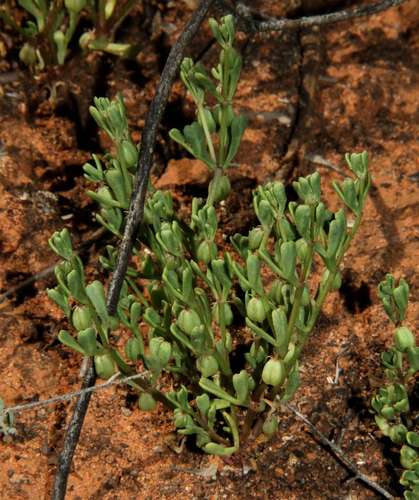 Roepera ovata (Roepera ovata)