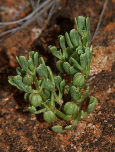 Roepera ovata (Roepera ovata)