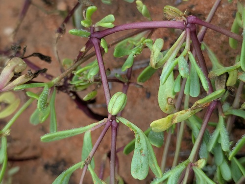 Roepera ovata (Roepera ovata)