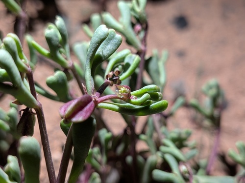 Roepera ovata (Roepera ovata)