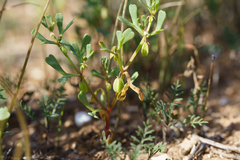 Roepera ovata (Roepera ovata)