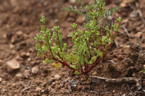 Roepera ovata (Roepera ovata)