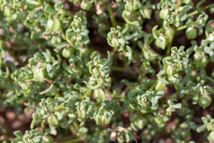 Roepera ovata (Roepera ovata)