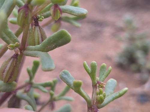 Roepera ovata (Roepera ovata)