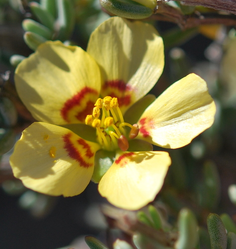 Roepera pygmaea (Roepera pygmaea)