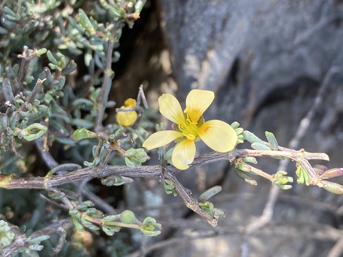 Roepera pygmaea (Roepera pygmaea)