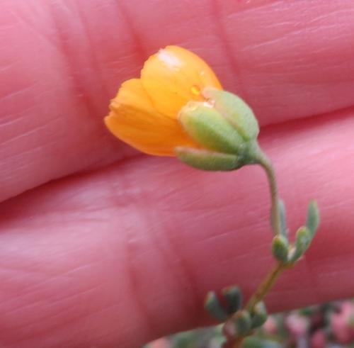Roepera pygmaea (Roepera pygmaea)