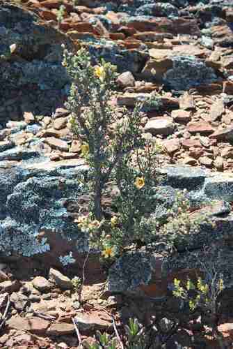 Roepera pygmaea (Roepera pygmaea)