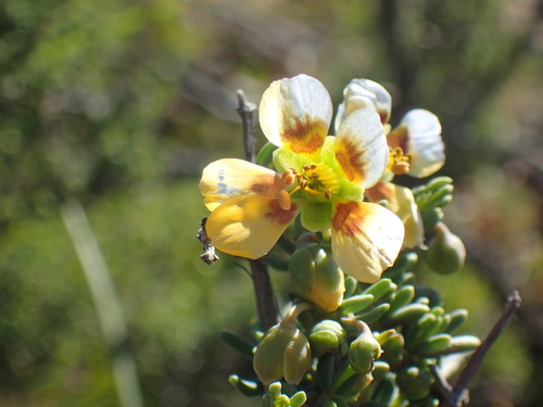 Roepera pygmaea (Roepera pygmaea)