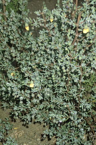 Roepera pygmaea (Roepera pygmaea)