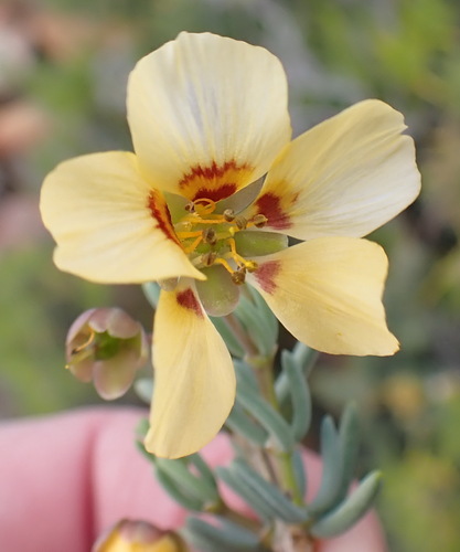 Roepera pygmaea (Roepera pygmaea)