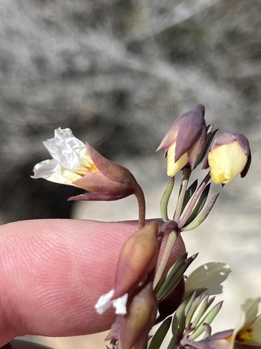 Roepera pygmaea (Roepera pygmaea)