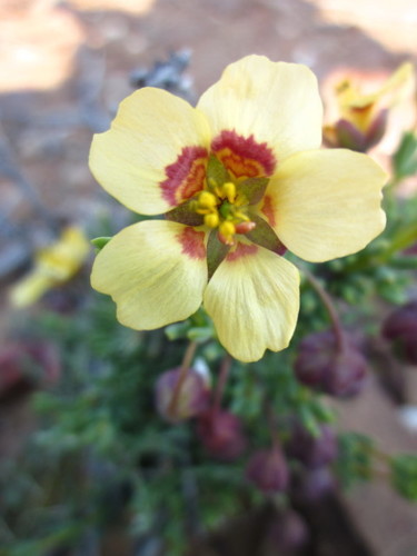 Roepera pygmaea (Roepera pygmaea)