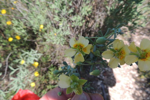 Roepera pygmaea (Roepera pygmaea)