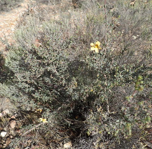 Roepera pygmaea (Roepera pygmaea)