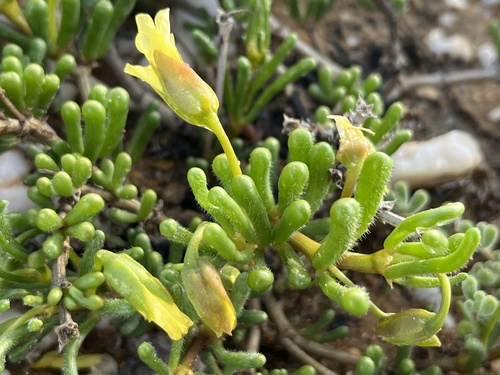 Roepera teretifolia (Roepera teretifolia)