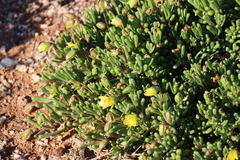 Roepera teretifolia (Roepera teretifolia)