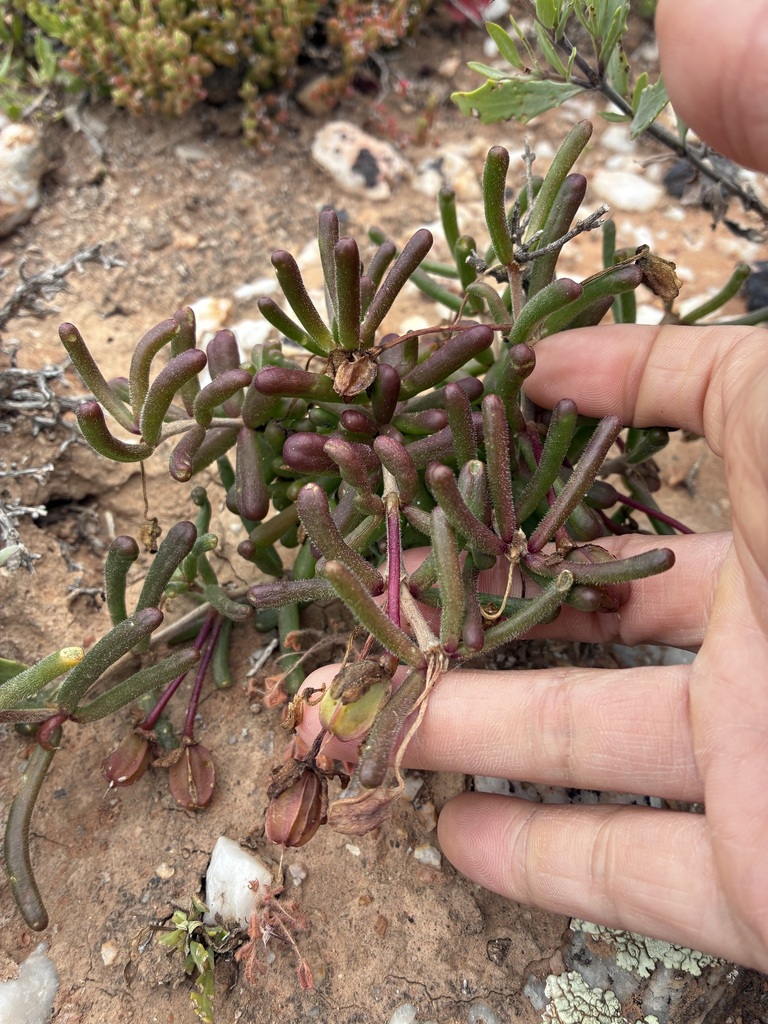 Roepera teretifolia (Roepera teretifolia)