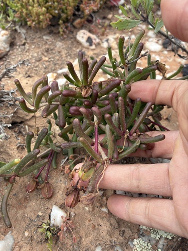 Roepera teretifolia (Roepera teretifolia)