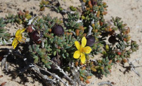 Roepera teretifolia (Roepera teretifolia)