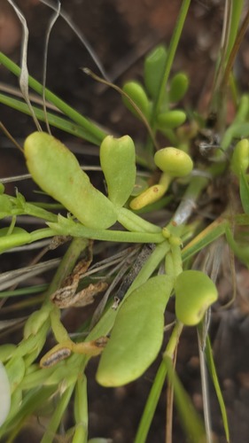 Roepera tesquorum (Roepera tesquorum)