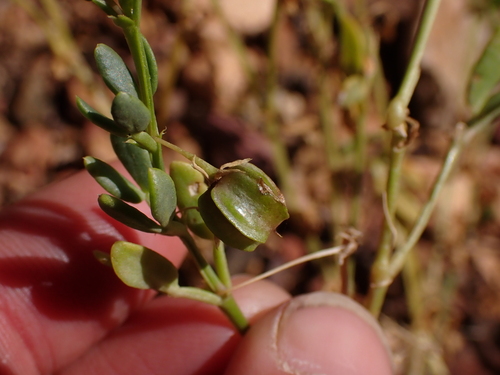Roepera tesquorum (Roepera tesquorum)