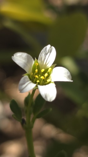 Roepera tesquorum (Roepera tesquorum)