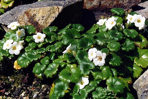 California mistmaiden: Romanzoffia californica