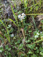 California mistmaiden (Romanzoffia californica)