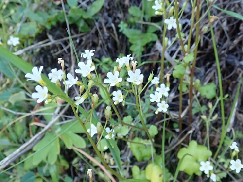 California mistmaiden (Romanzoffia californica)