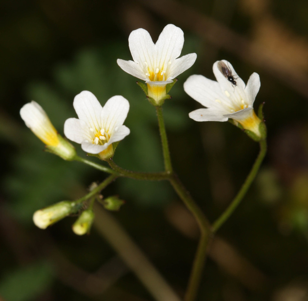 California mistmaiden (Romanzoffia californica)
