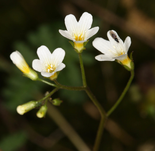 California mistmaiden (Romanzoffia californica)
