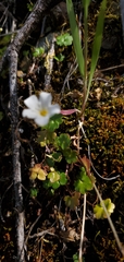 California mistmaiden (Romanzoffia californica)