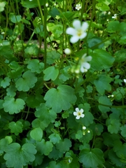 California mistmaiden (Romanzoffia californica)