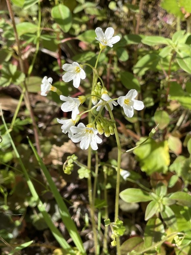 California mistmaiden (Romanzoffia californica)