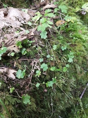 California mistmaiden (Romanzoffia californica)