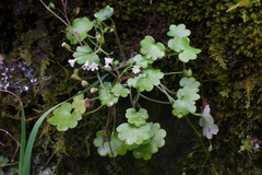 California mistmaiden (Romanzoffia californica)
