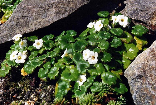 California mistmaiden: Romanzoffia californica