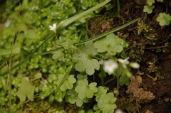 Sitka mistmaiden (Romanzoffia sitchensis)