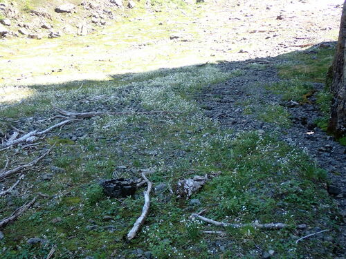 Sitka mistmaiden (Romanzoffia sitchensis)
