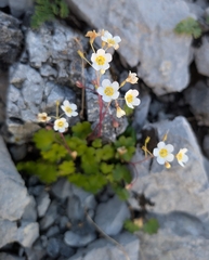 Sitka mistmaiden (Romanzoffia sitchensis)