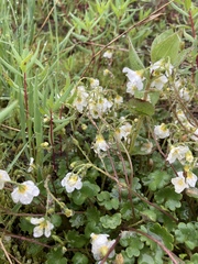 Sitka mistmaiden (Romanzoffia sitchensis)
