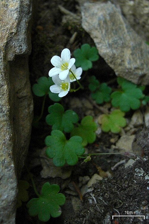 Sitka mistmaiden: Romanzoffia sitchensis on Raft Mountain, Wells Gray Park, BC, Canada