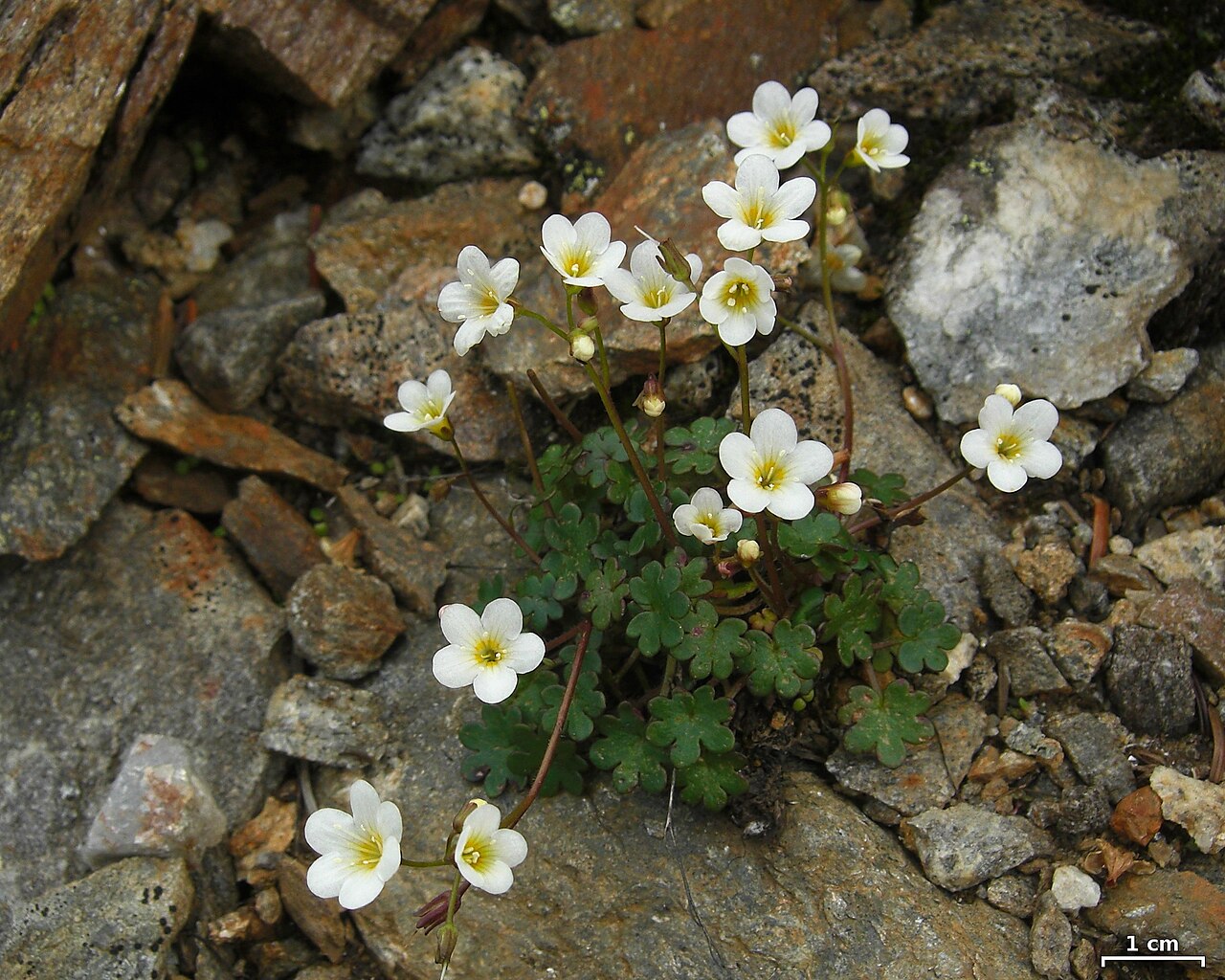 Sitka mistmaiden: Raft Mountain, near Clearwater, British Columbia, 20110809