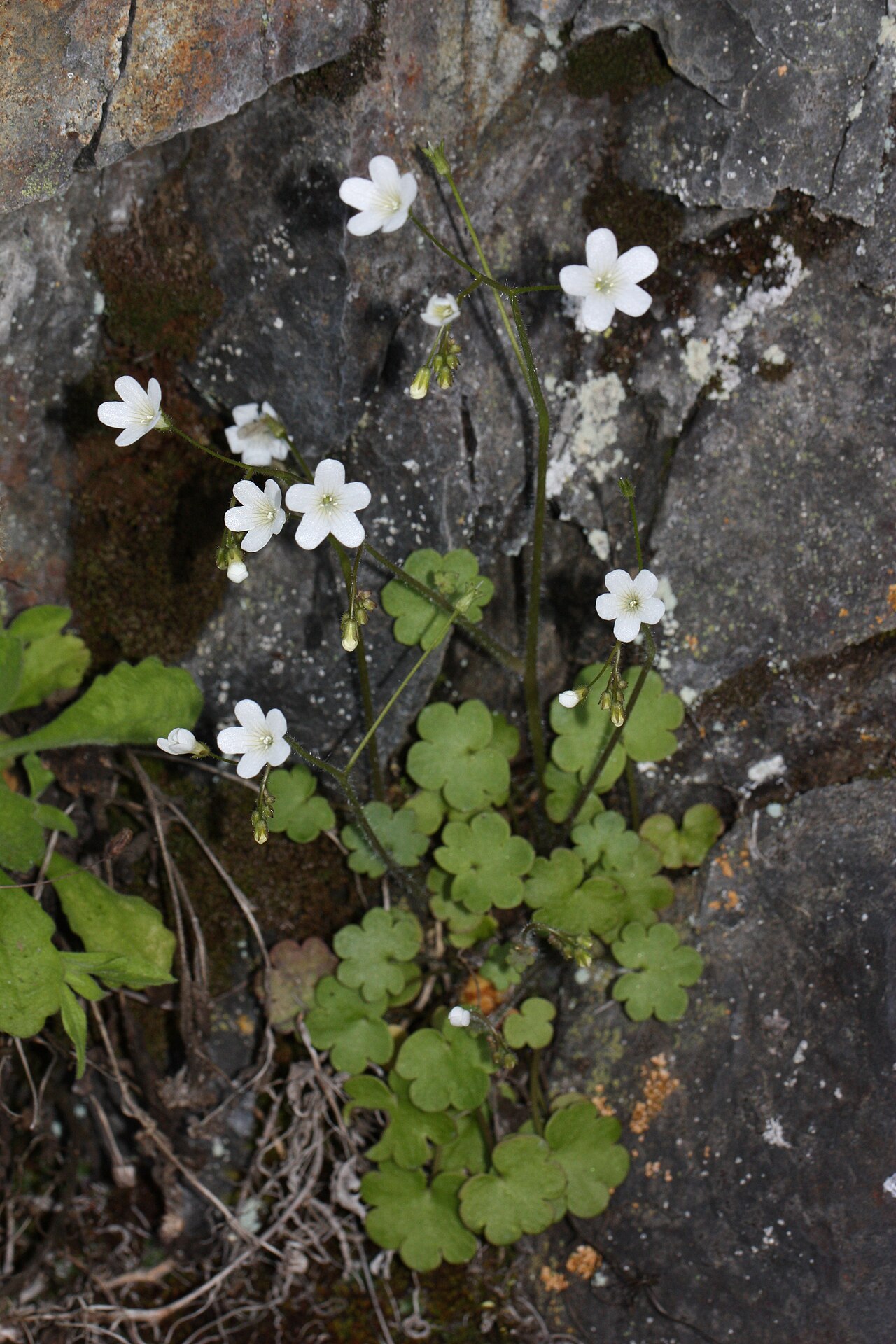 Sitka mistmaiden: Sitka Mistmaiden